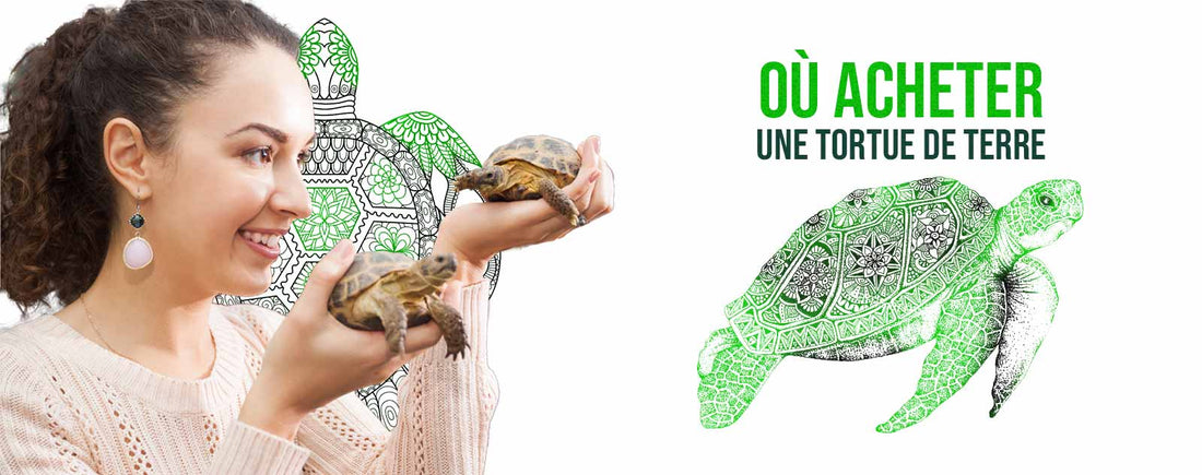 ou-acheter-tortue-de-terre