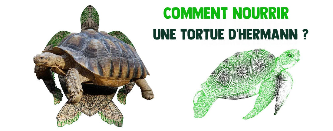 Alimentation-tortue-hermann