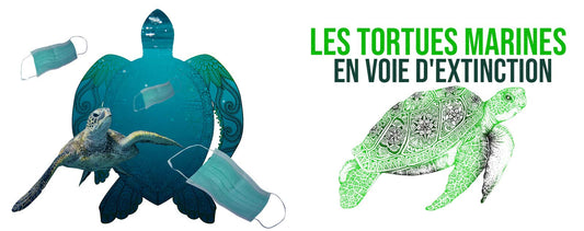 Tortue-Marines-espèce-protégé