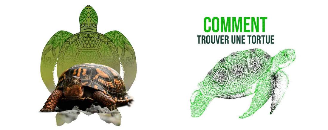 Ou-trouver-une-tortue