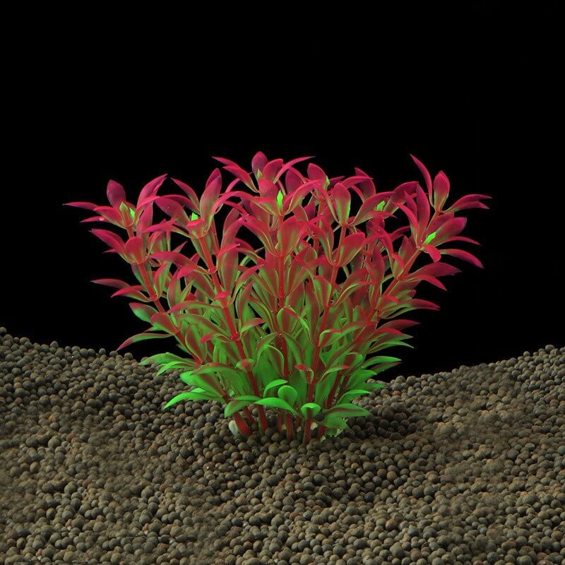 Plante Aquarium grasse rouge