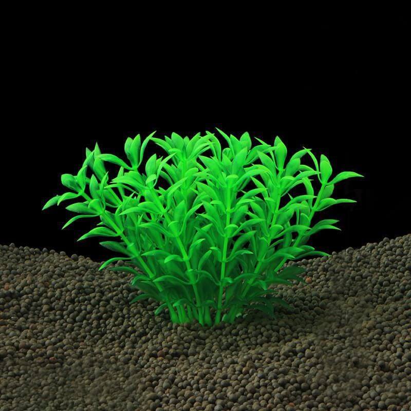 Plante Aquarium grasse