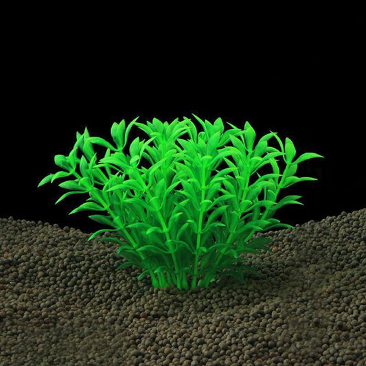 Plante Aquarium grasse