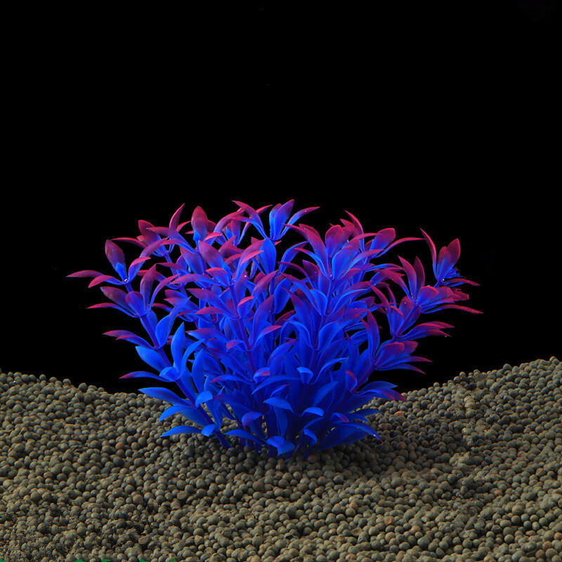 Plante Terrarium grasse