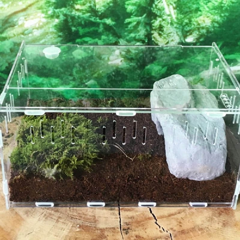 terrarium simple pour reptile en acrylique