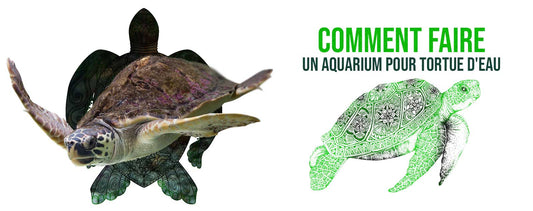 aquarium-tortue-d-eau