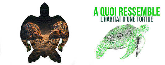 habitat-des-tortues