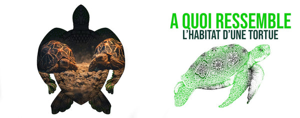 habitat-des-tortues