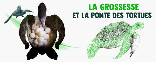 La-grossesse-et-la-ponte-des-tortues