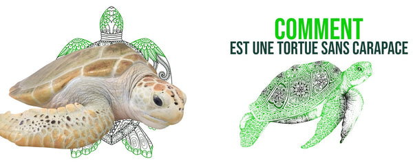 tortue-sans-carapace 