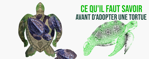 adopter-une-tortue