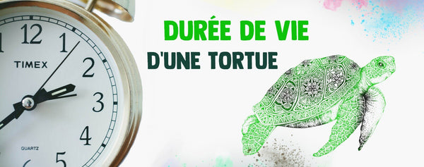 durée-de-vie-tortue