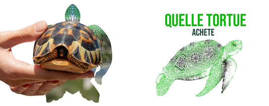 Quelle-tortue-acheter