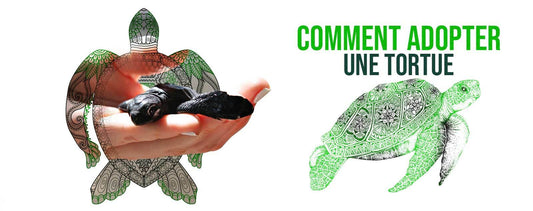 comment-adopter-une-tortue