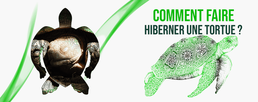 hibernation-de-la-tortue