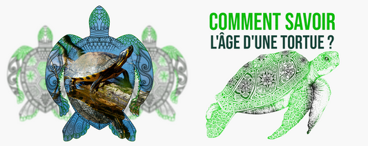 savoir-âge-tortue