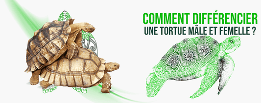 Différence-sexe-tortue-male-et-femelle
