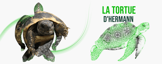 Information-tortue-hermann