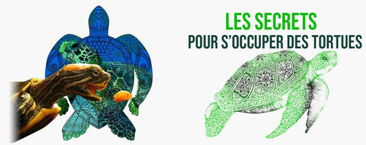 comment-occuper-une-tortue