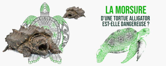 La-morsure-de-la-tortue-Alligator