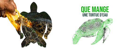 nourriture-tortue-eau