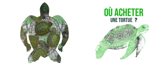 Ou-acheter-une-tortue