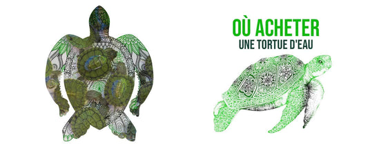 Ou-acheter-une-tortue-eau
