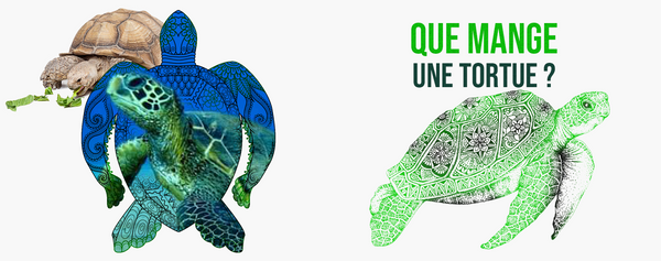 Quel-nourriture-tortue