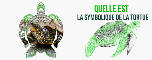 Symbolique-tortue