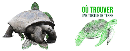 Ou-trouver-une-tortue-terrestre
