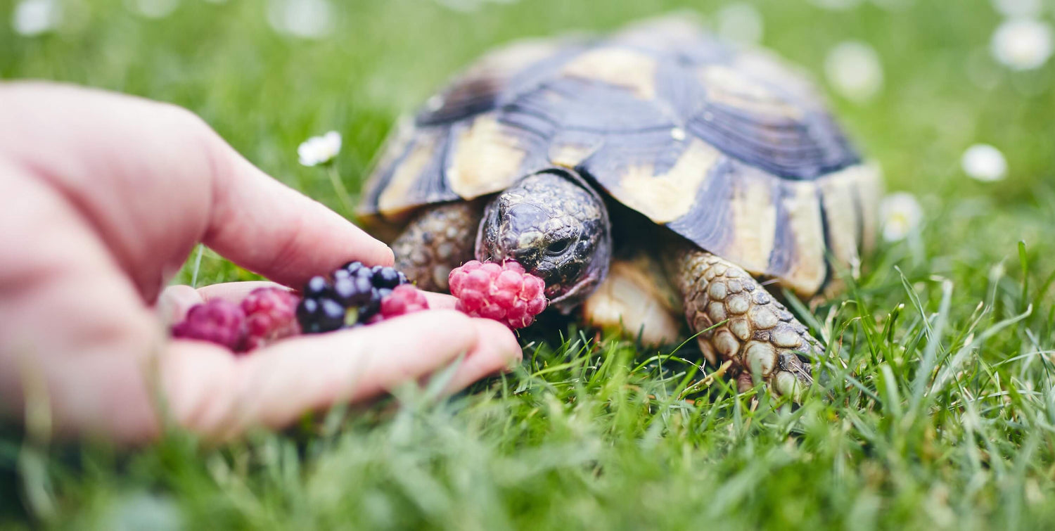 Royaume des Tortues Pet Supplies and Turtle Care