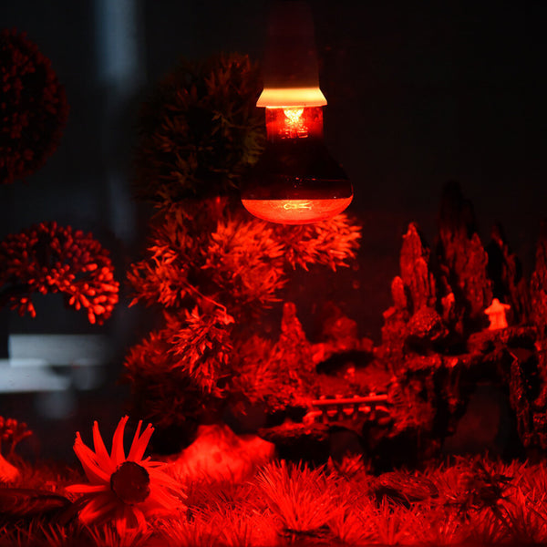 Lampe chauffante terrarium tortue UVB