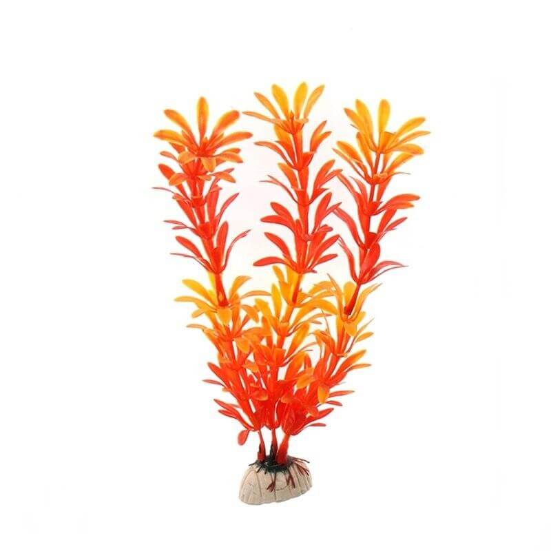 plante aquarium humide orange