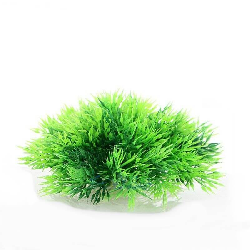 Plante Aquarium Asiatique