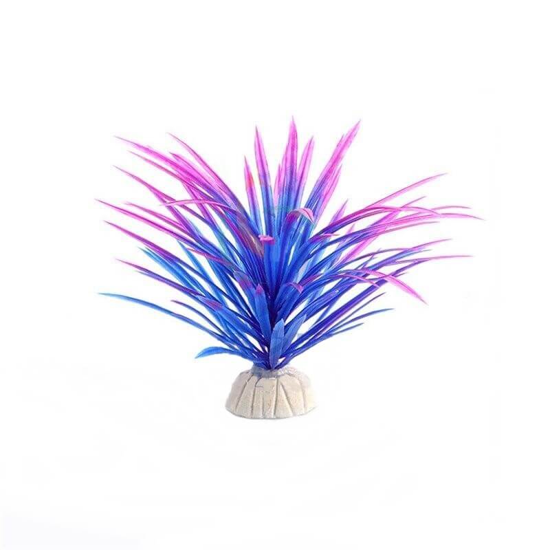 Plante Aquarium Desertique