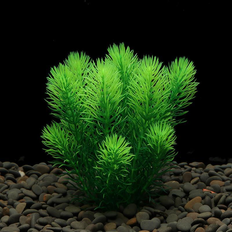 Plante Aquarium Tortue décoration