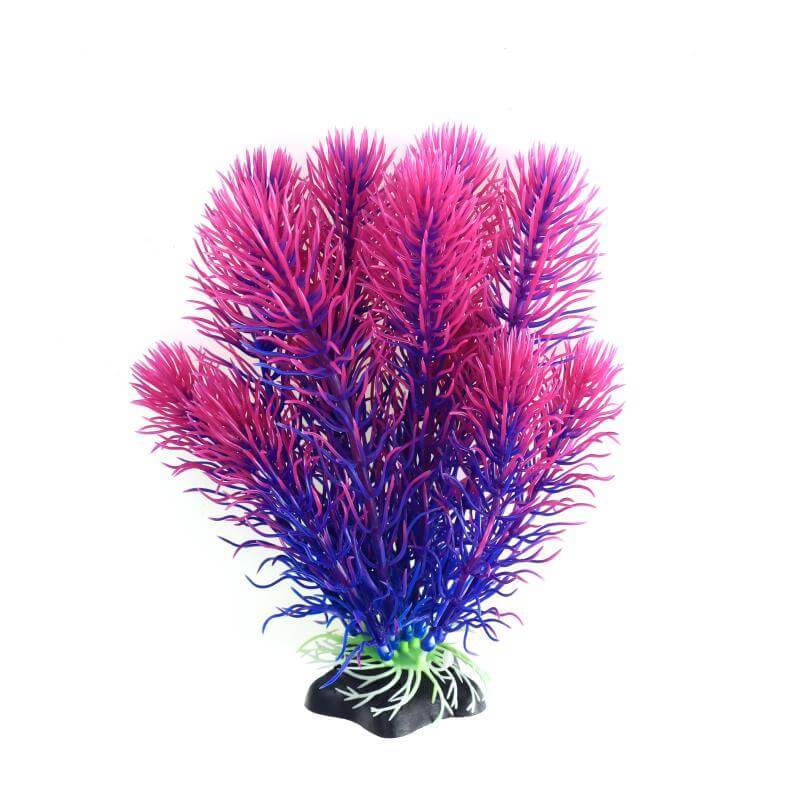 Plante Aquarium Tortue